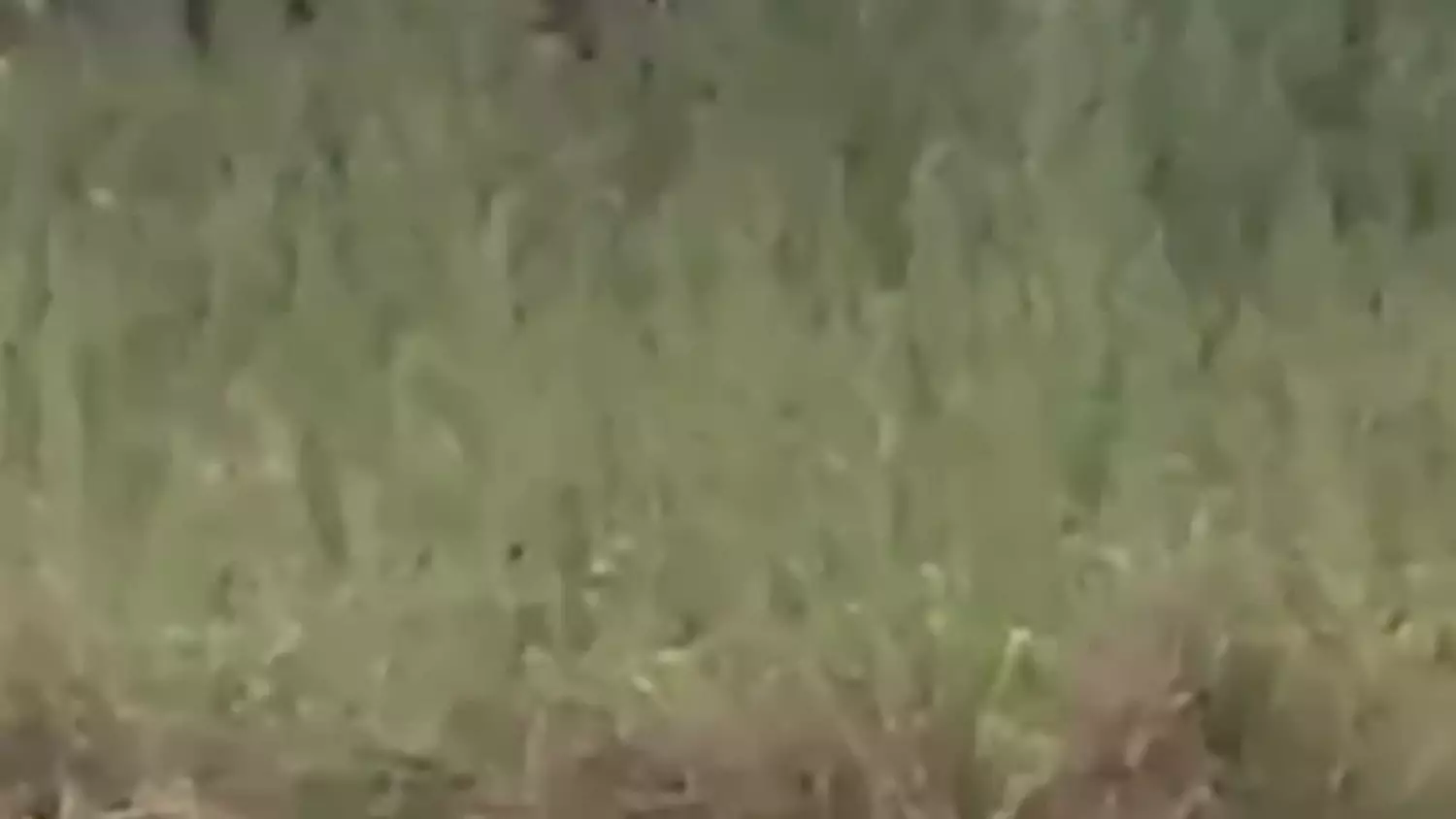 video-project-58.mp4